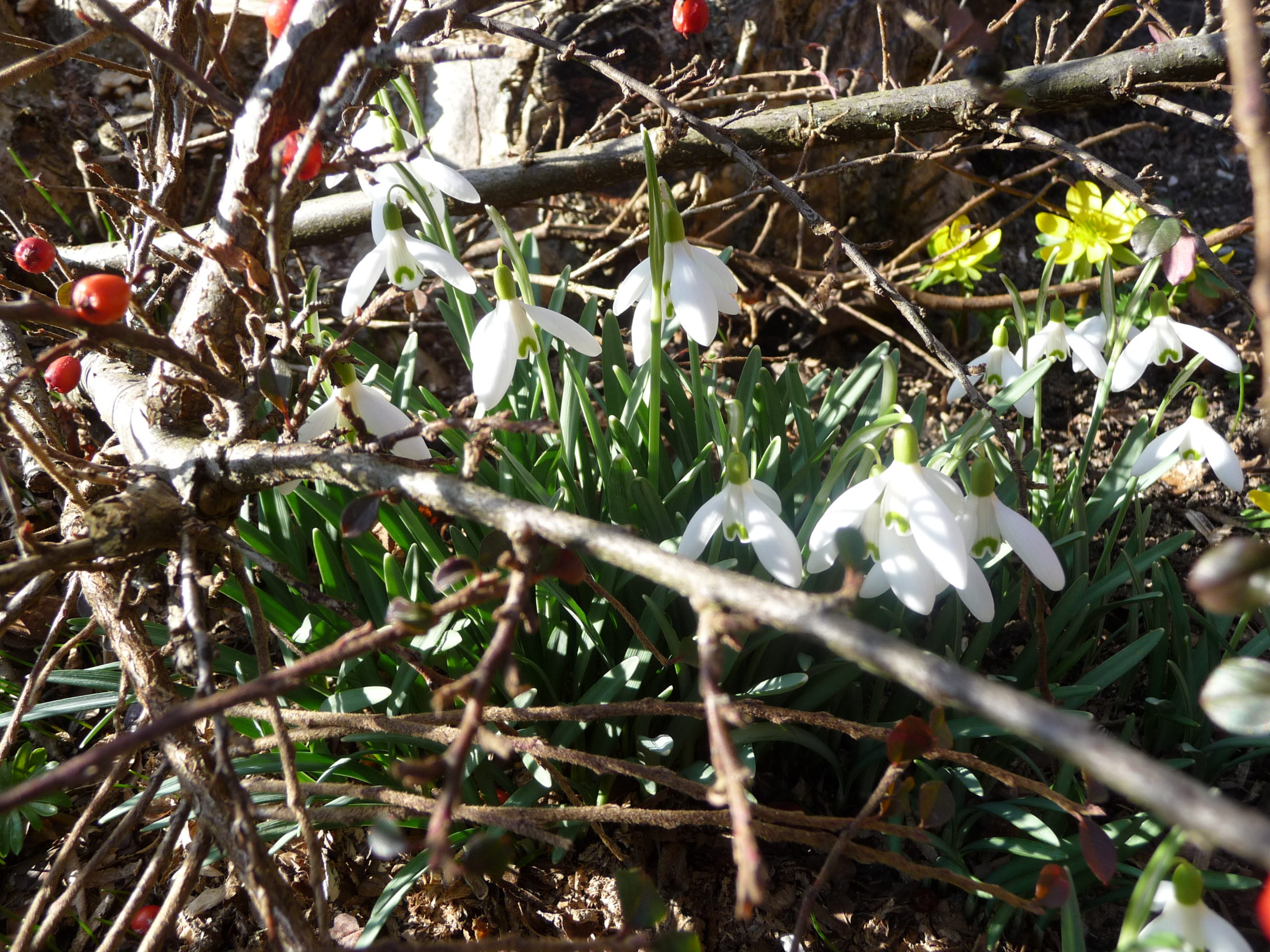 Read more about the article Erste Frühlingsboten in unseren Gärten